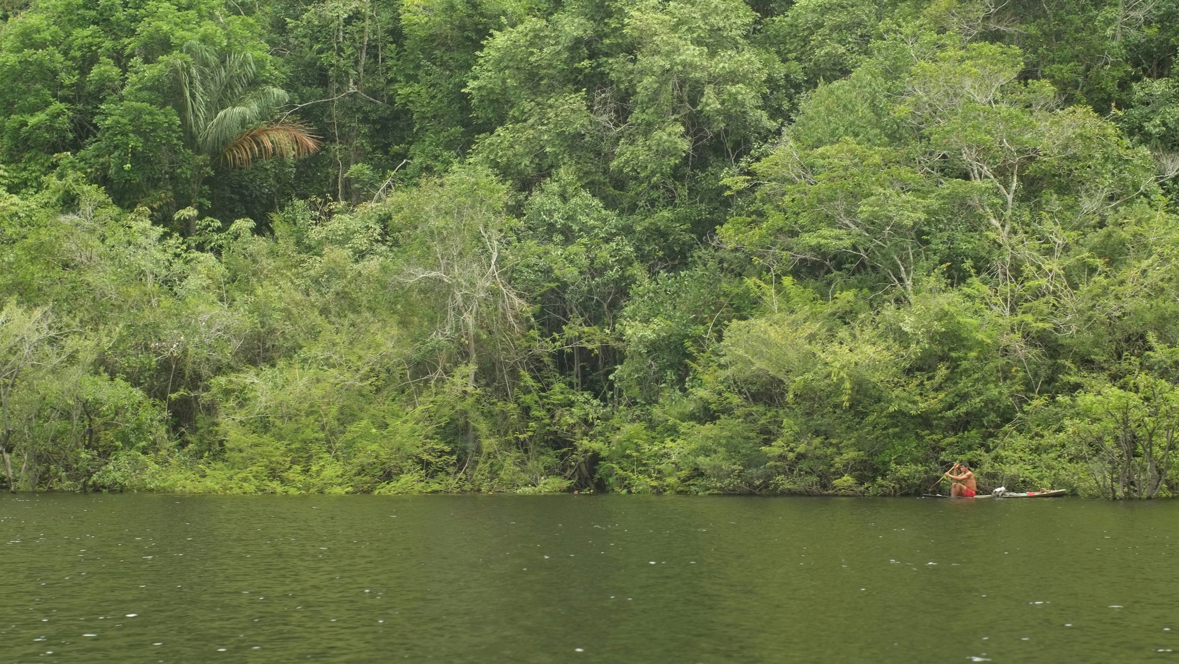 The Amazon Rainforest spanning multiple South American countries under a canopy of green
