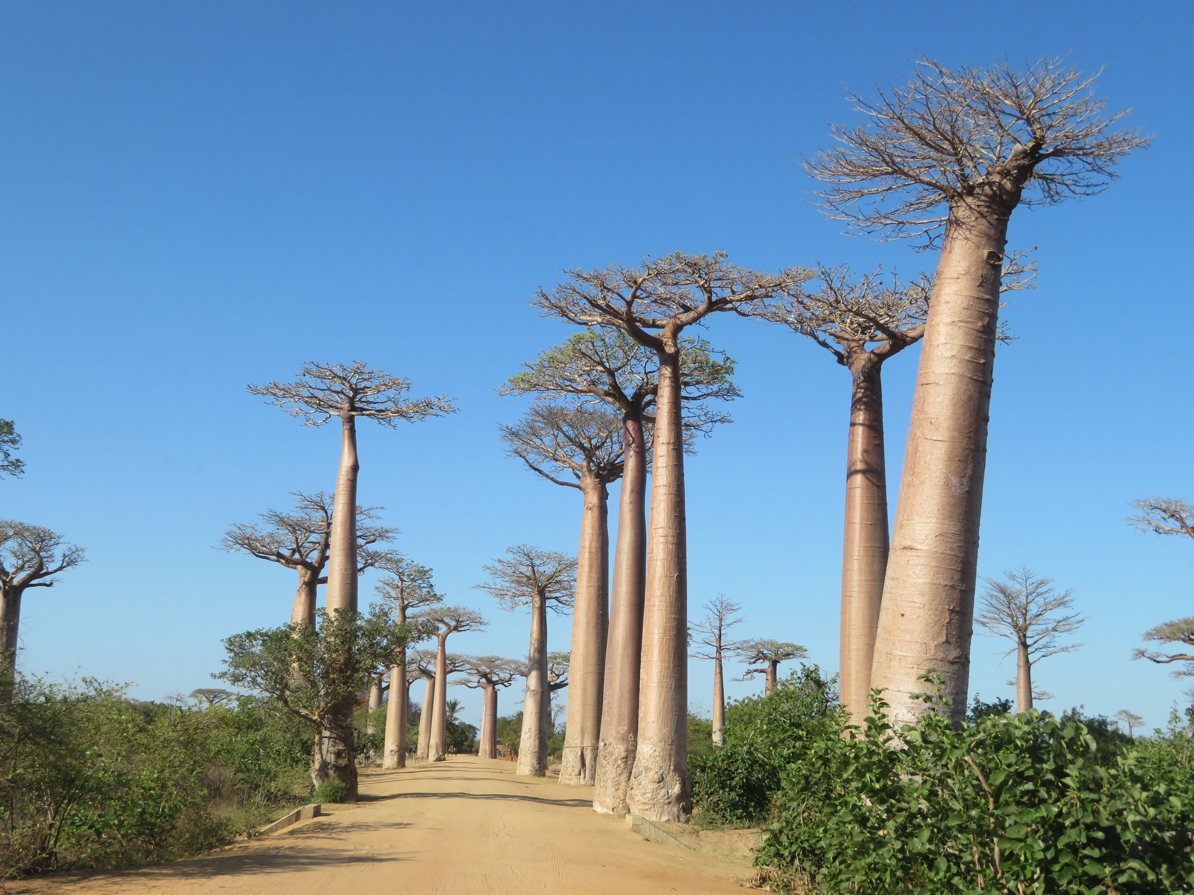 The Avenue of the Baobabs at sunset near Morondava, Madagascar