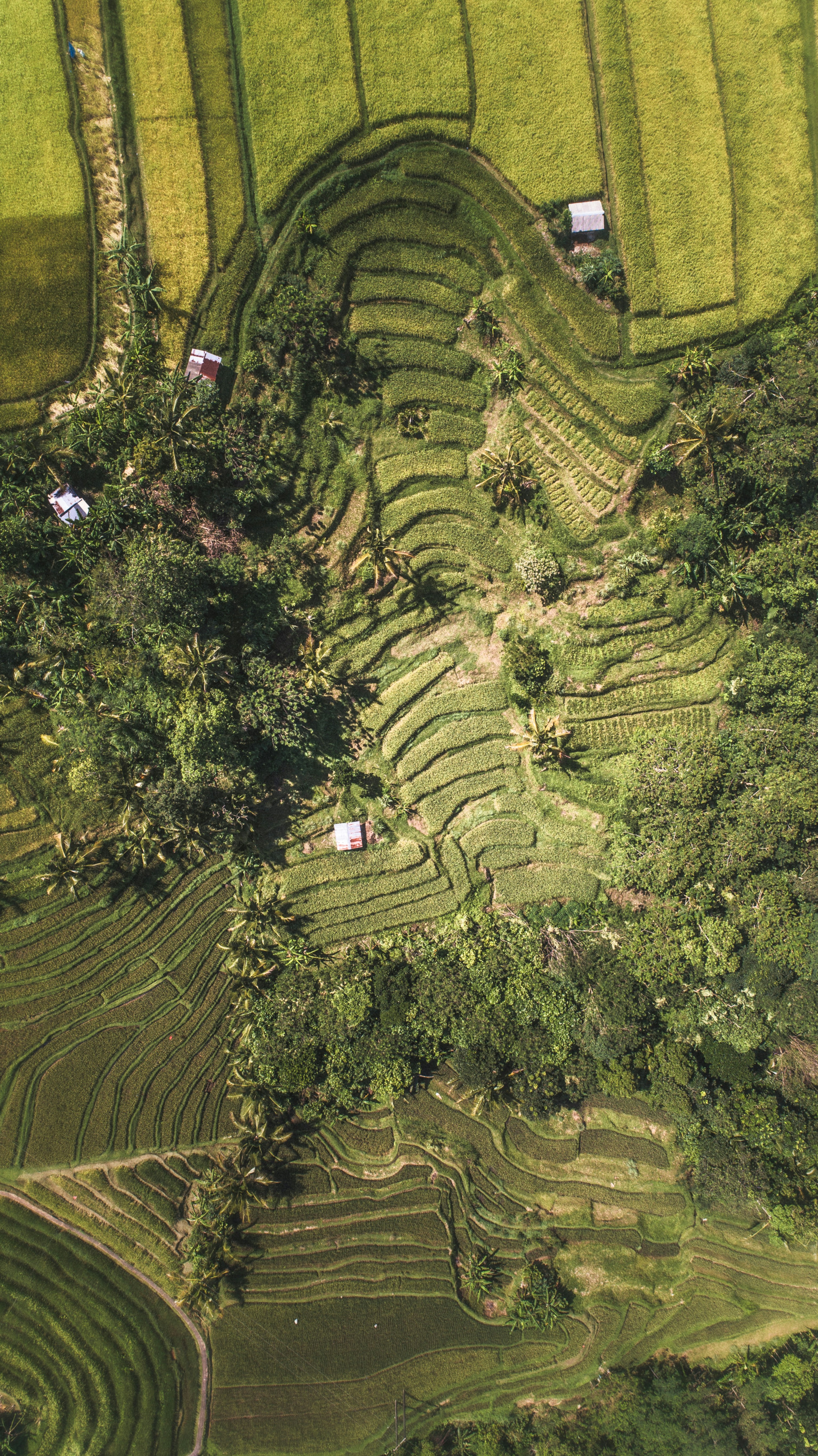 Aerial view of Bali's terraced rice paddies near Ubud
