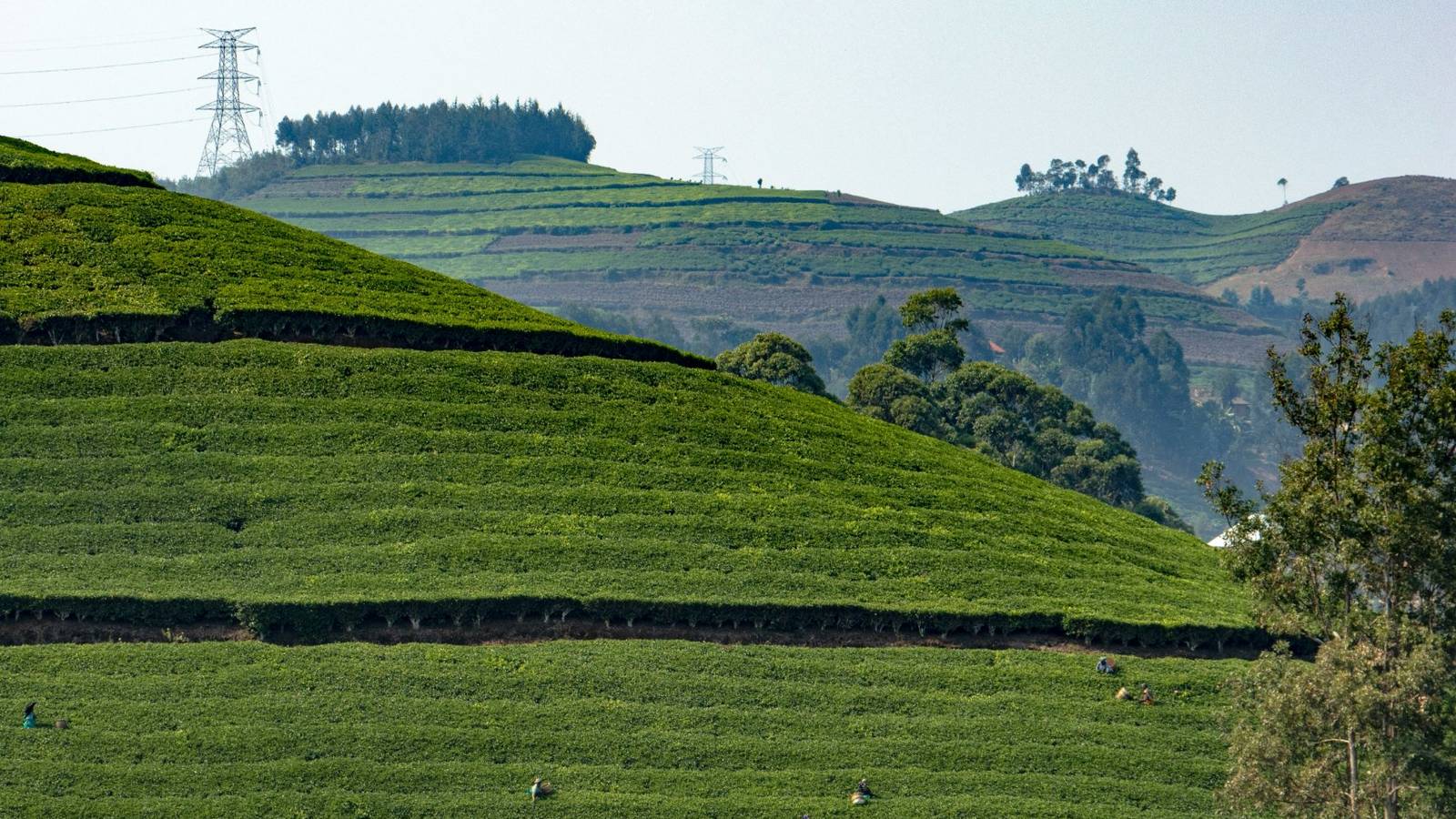 Terraced tea plantations on rolling green hills near Kibuye on Lake Kivu, Rwanda, with tea pickers at work