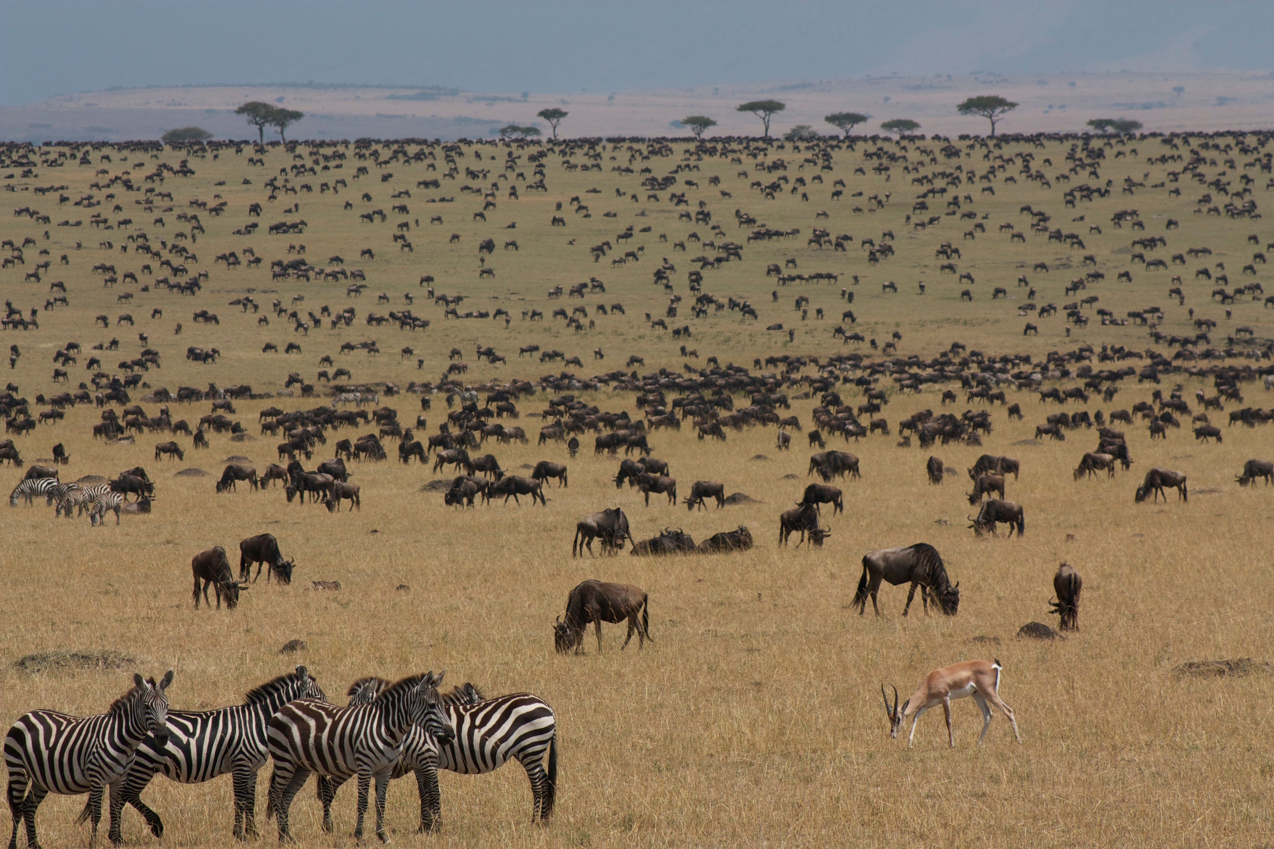 Wildebeest and zebra migrating across the Serengeti plains