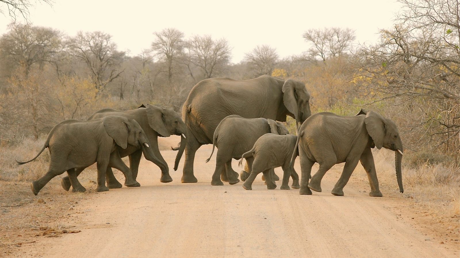 A herd of elephants crossing a dusty track in Kruger National Park, South Africa