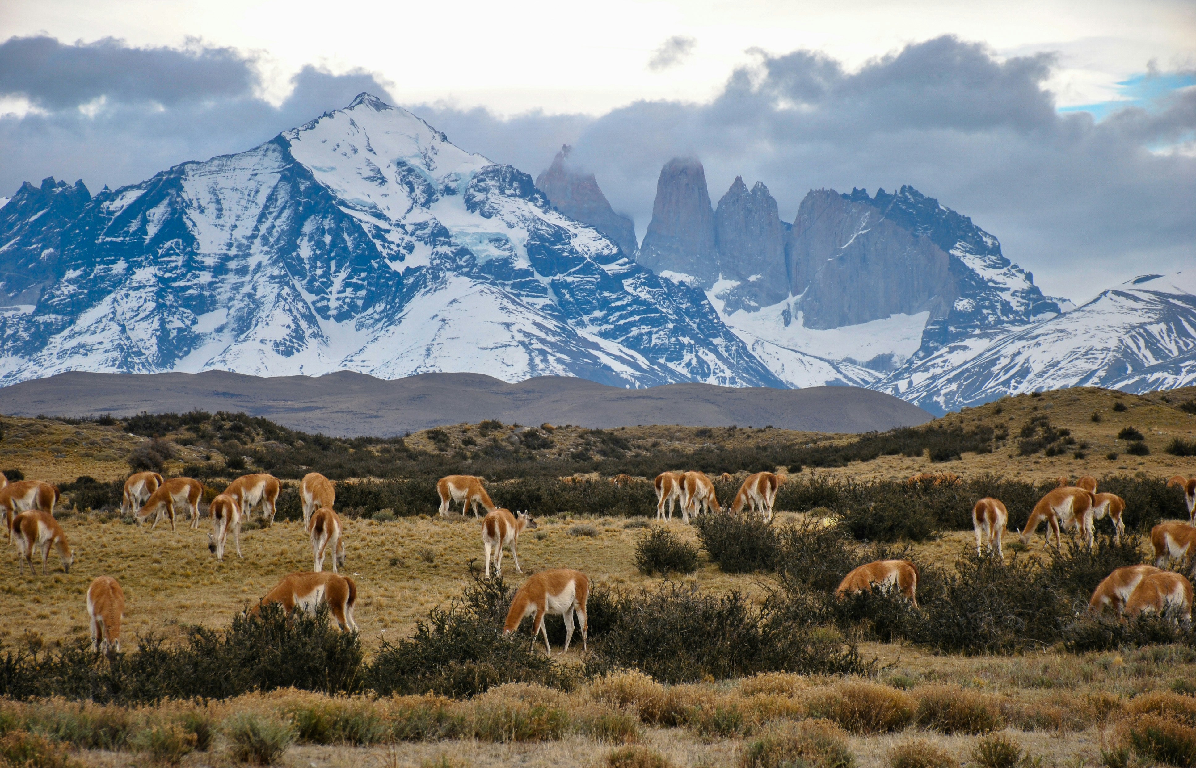 Granite towers of Torres del Paine rising over Patagonian grassland, with guanacos grazing in the foreground