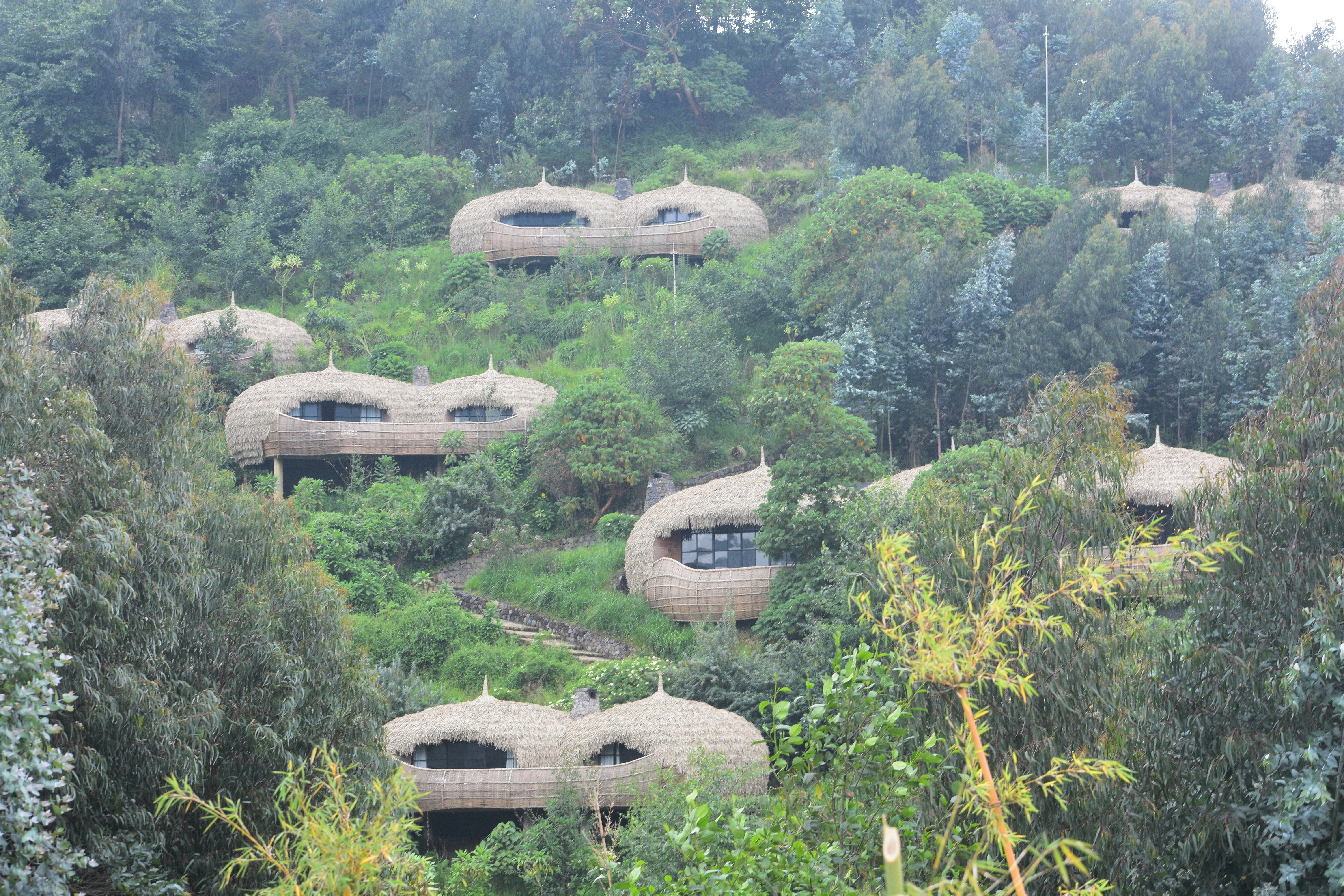 Thatched eco-lodge cottages on a forested hillside in Volcanoes National Park, Rwanda